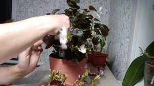 Вечноцветущая Бегония и уход / Черенки Бегонии