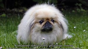 Спокойные породы собак: самые тихие питомцы