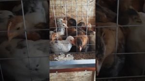 Куры-несушки. 1 месяц. Переехали в курятник.