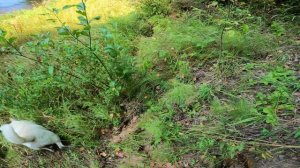 Атака грибов. Ремонт избы. Прогулка с собакой..