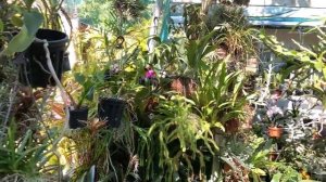 Cattleya Peckhaviensis. Гибриды Пятнистых Каттлей, Мистическая Леди. C. Pittiae, Blc. Mystic Lady,