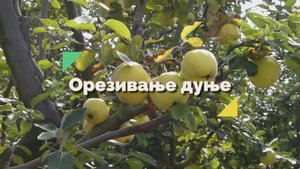 1 Rezidba dunje Orezivanje dunje