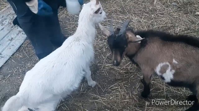 ЧЕМ И КАК ГЛИСТОГОНИТЬ КОЗ!!!советуем посмотреть. смотреть онлайн