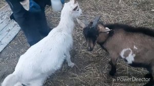 ЧЕМ И КАК ГЛИСТОГОНИТЬ КОЗ!!!советуем посмотреть.