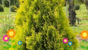 Туя западная Еллоу Риббон. Краткий обзор, описание характеристик thuja occidentalis Yellow Ribbon