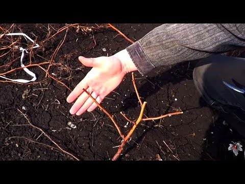 Обрезка ремонтантной малины