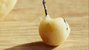 Пшено – насадка для ловли рыбы