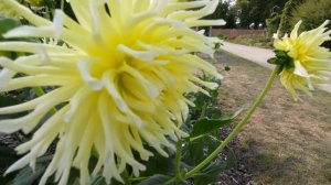 DAHLIA YELLOW STAR IN PARK VORDENSTEIN 2022