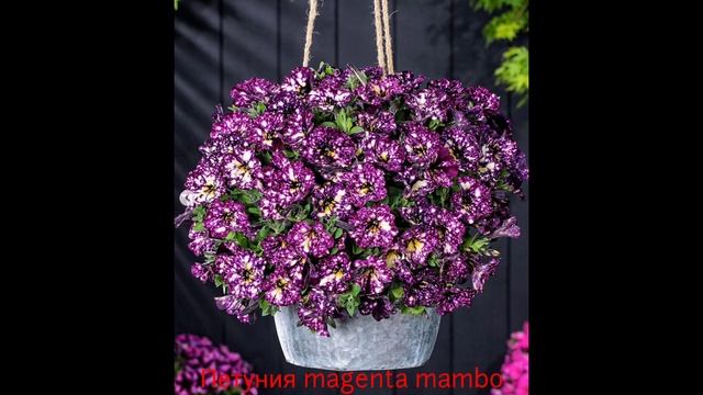 Петуния magenta mambo. краткое описание. есть в наличии смотреть онлайн
