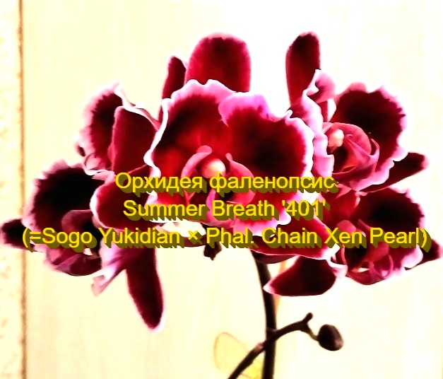 Орхидея фаленопсис Summer Breath '401'. Домашнее цветение.