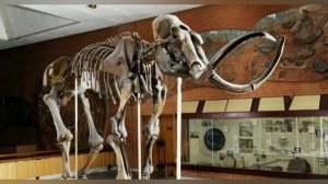 Мамонт шерстистый. Скелет. Экспонат Палеонтологического музея им. Ю. А. Орлова в Москве.