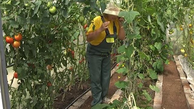 Огурцы - польза, способы выращивания, защита от заболеваний. смотреть онлайн