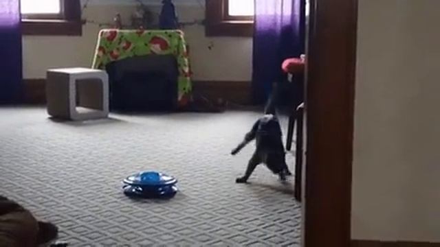 Пьяный КОТИК?? смотреть онлайн