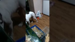 Чем кормить тоя и стаффа