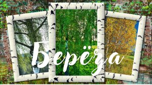 БЕРЁЗА. Красивая музыка для души Сергея Чекалина.