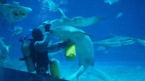 Кормление акул и скатов в Приморском океанариуме