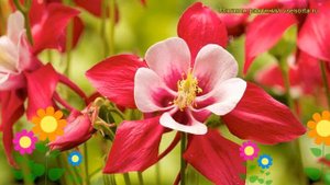 Аквилегия гибридная Кримсон Стар. Краткий обзор, описание aquilegia hybrida Crimson Star