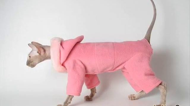 КОТОМОДЕЛИ ФОТОПОДБОРКА МОДНЫХ КОШЕК КОШАЧЬЯ МОДА 2