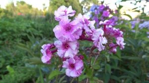 Флокс БЕЛЯНОЧКА И РОЗОЧКА ? обзор, описание, цветение, отзыв