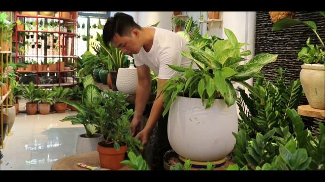 (GH01) Mix Cây Cảnh "Thanh Lam, Trái Tim, Tỷ Phú" www: mygardenhouse.com
