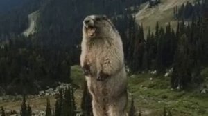 бабёр мем