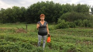 ЗЕМЛЯНИКА САДОВАЯ. КЛУБНИКА. Как защитить клубнику от СЕРОЙ ГНИЛИ.