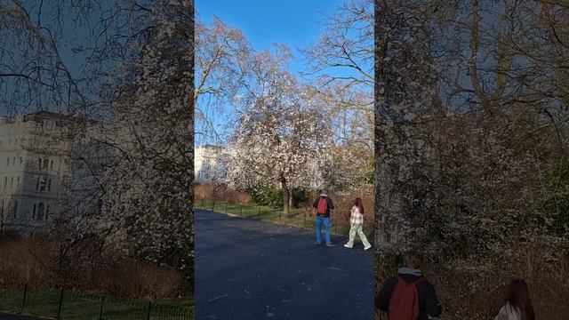 Лондон. Гайд Парк. Деревья цветут. London. Hyde Park.  The trees are blooming.