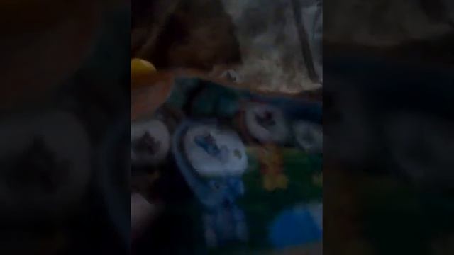 Киндер сюрприз "Феи диснея" 1 часть смотреть онлайн