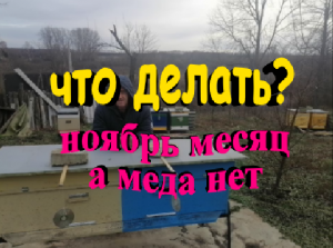 Что делать если в конце ноября мало меда в пчелиной семье