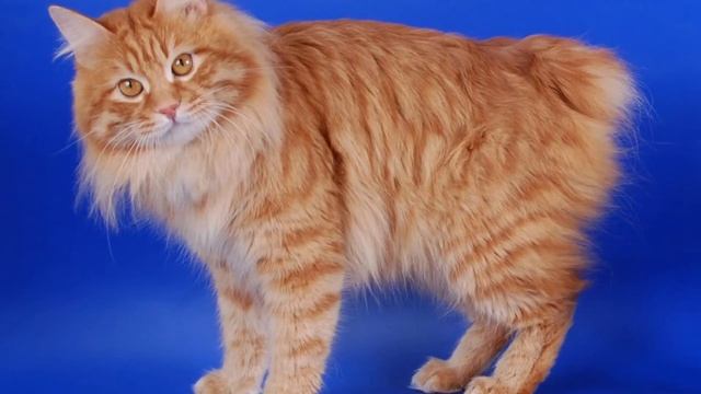 50 рыжих котов, которых ты точно не видел | кот | кошка | коты. смотреть онлайн