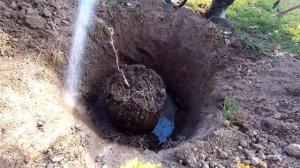 ??Посадка винограда осенью из ёмкости. Виноград