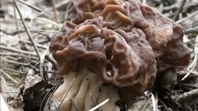 5 Jenis JAMUR Paling Beracun dan Berbahaya Jika di Kosumsi смотреть онлайн