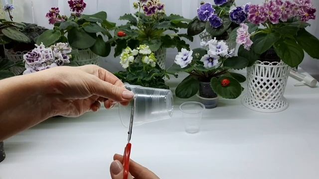 В каком стаканчике детка фиалки быстрее вырастет? Когда пересаживать из стаканчика?