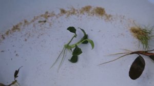 Грунт (кварцевый песок) и аквариумные растения