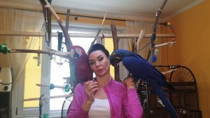 Джунгли дОма для попугая. Гиацинтовый Ара, какаду, попугай ара, попугай играет, смешное видео.