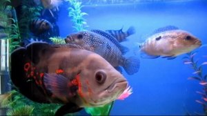 Astronotus ocellatus and cichlides Остронотус и цихлиды