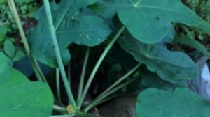 Jatropha podagrica ( Buddha belly plant)