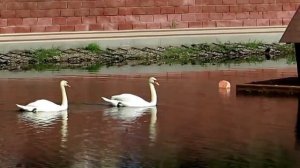 |Лебеди плывут к домику|