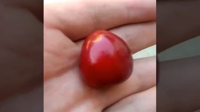 Черешенка