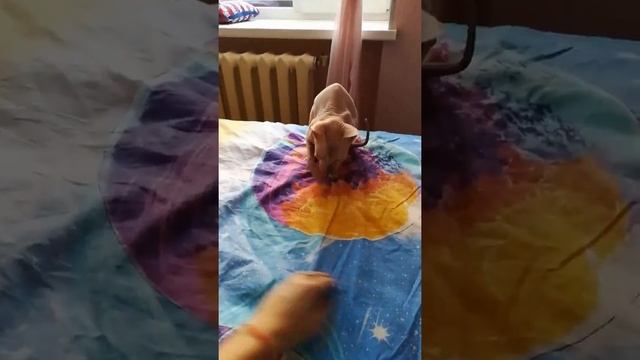 Игривый сфинкс любит внимание