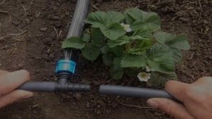 Капельный Полив Купить Для Огорода