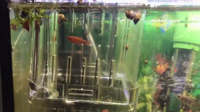 ЕСТЬ НЕСКОЛЬКО ПРОБЛЕМ. Что ж за гадость завелась? Планарии или нематоды? ОБОРУДОВАНИЕ. МАЛЁК 181. смотреть онлайн