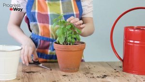 Цветы В Доме Будут Ярче И Цвести Дольше! Подкормка Для Домашних Растений И Цветов!