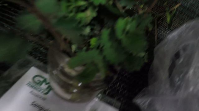 9a Mostra di Micologia e Botanica al GMJ - 7 Panoramica erbe tavolo 4