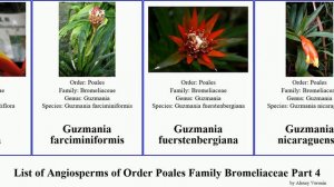 List of Angiosperms of Order Poales Family Bromeliaceae Part 4 guzmania hechtia dyckia fosterella