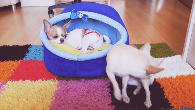 Уход за беременной собакой))? смотреть онлайн