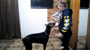 Доберман выполняет команды🐕.