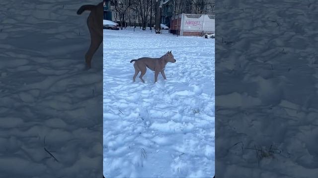 Дерзкие снаружи добрые внутри 💙🐾 #питбультерьер #прайтер #голубойщенок #питбуль #pitbull #