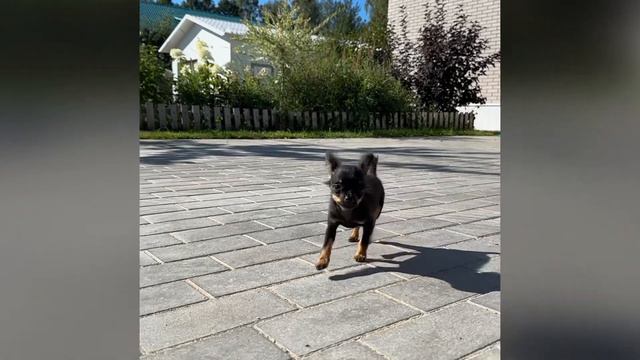 Регалия Той Пуговка. Русский той щенок , возраст почти 3 месяца. смотреть онлайн