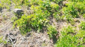 С миру по нитке! Или долгий поиск. Тх-850 рулит.